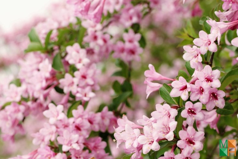 Tranh dán tường phòng ngủ đẹp tại Hà Nội FW - 014